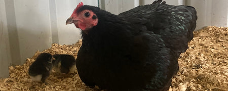 How to Hatch Chicks Under a Broody Hen: Part One