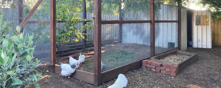 How to create the ultimate backyard environment for your chickens