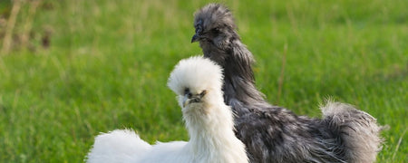 A quick guide on how to choose a chicken breed