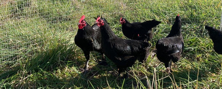 chickens in a backyard chicken coop