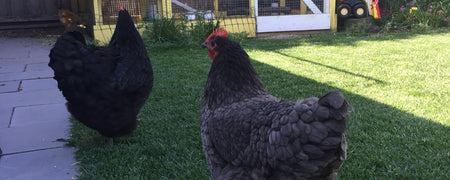 Blue Australorp Breeders