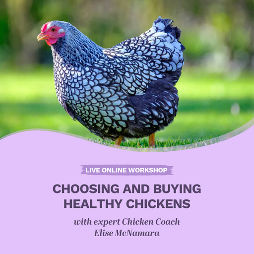 Choosing and buying healthy chickens