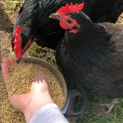 What to feed your backyard chickens: All you need to know