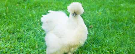 Choosing the best backyard chicken breeds: The ultimate guide