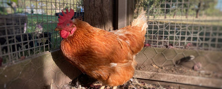 A guide to chicken diseases and what to do with sick chickens