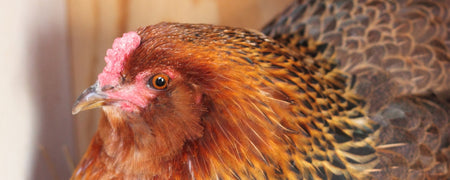 What to do with a broody hen