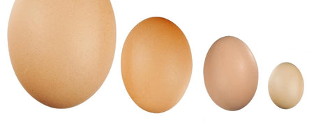 Why your hen laid a tiny egg, otherwise known as a fairy egg