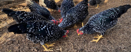 The best probiotics for chickens and how and when to use it