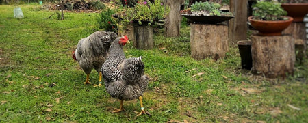 two chickens in backyard. how to find backyard chickens for sale in Australia