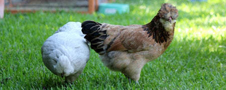 A definitive guide to worms, lice, and mites in backyard chickens