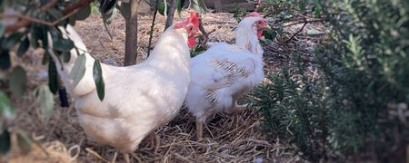 Why your backyard chickens are losing their feathers