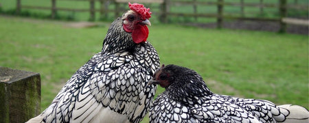 Buying backyard chickens: 8 questions to ask the breeder