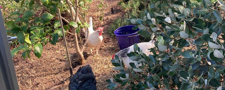 2 hens walking around backyard