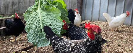 Boredom and weekends away: What to do with your backyard chickens