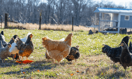 What to do when you bring your new backyard chickens home
