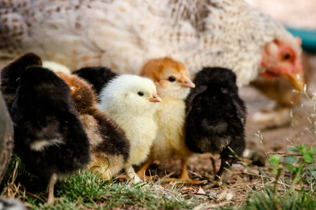 baby chicks in backyard with mother hen