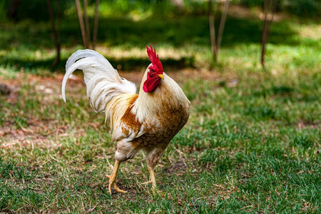 white rooster foraging in grass for food