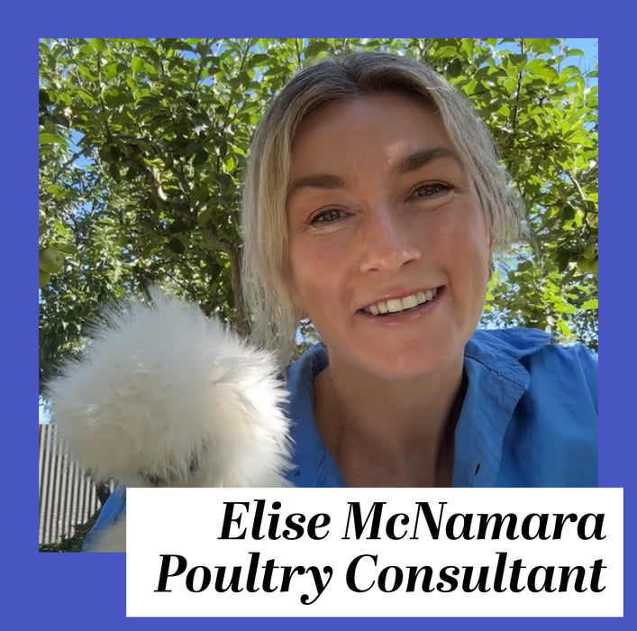 Summer & Heatwave Chicken Care masterclass 1 November 2026
