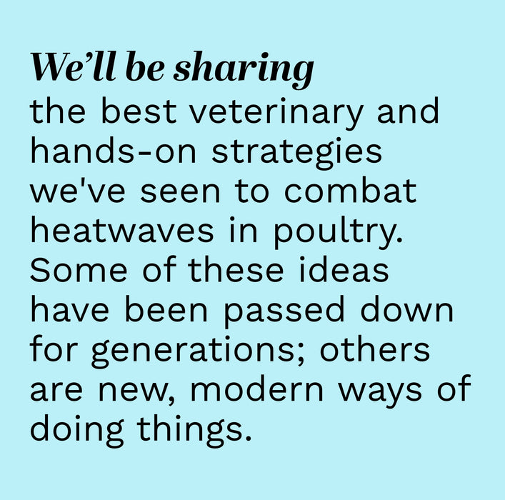 Summer & Heatwave Chicken Care masterclass 1 November 2026