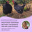 Workshop: Backyard Chickens Beyond The Basics ONLINE 21 September 2025