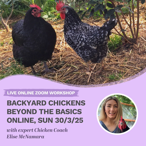 Workshop: Backyard Chickens Beyond The Basics ONLINE March 30 2025