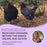 Workshop: Backyard Chickens Beyond The Basics ONLINE March 30 2025