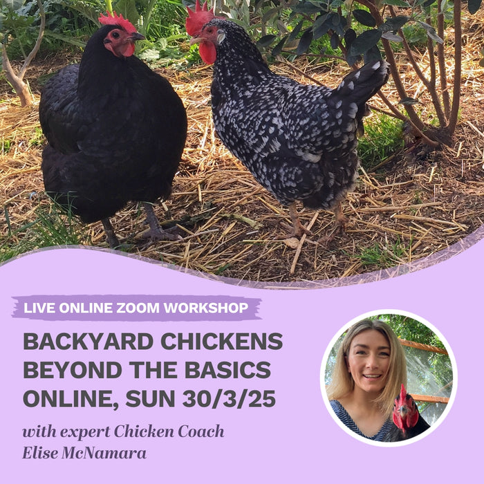 Workshop: Backyard Chickens Beyond The Basics ONLINE March 30 2025