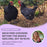 Workshop: Backyard Chickens Beyond The Basics GEELONG 18 October 2025