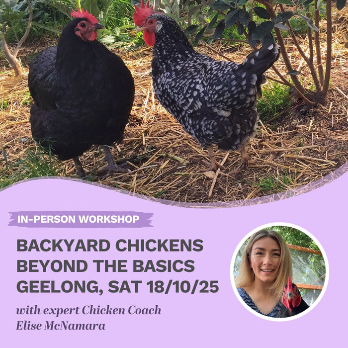 Workshop: Backyard Chickens Beyond The Basics GEELONG 18 October 2025