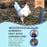Summer & Heatwave Chicken Care masterclass 1 November 2026