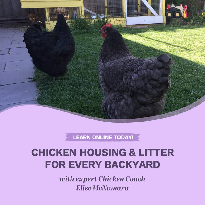 Chicken housing for every backyard