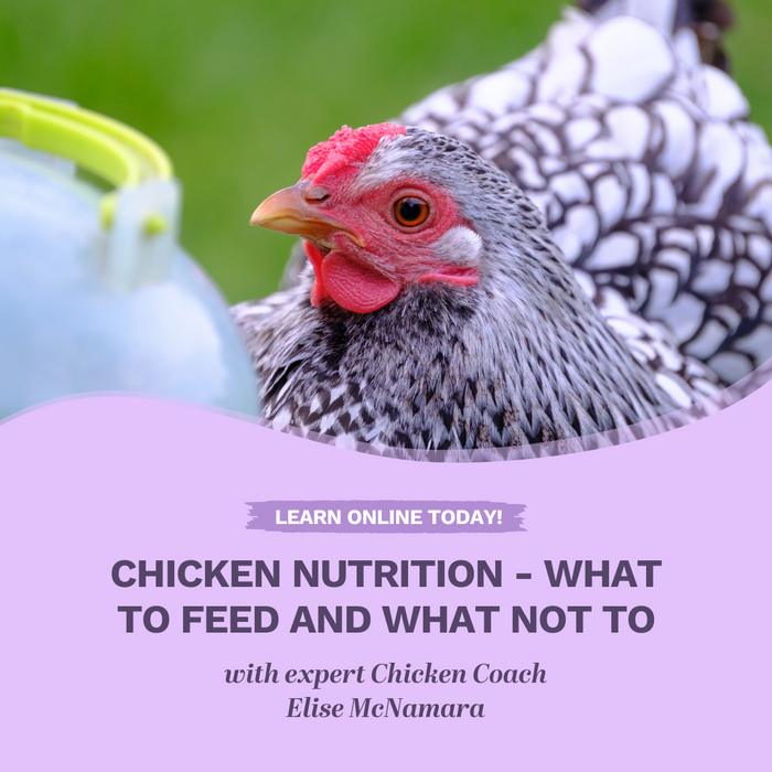 Chicken nutrition - what to feed and what not to for healthy chooks