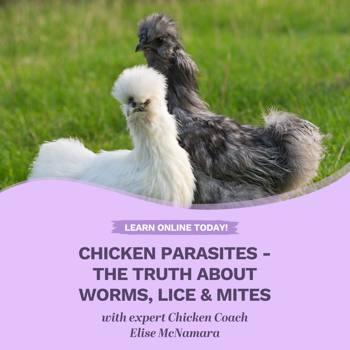 Chicken parasites - the truth about worms, lice and mites