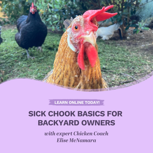 Sick chook basics for backyard owners