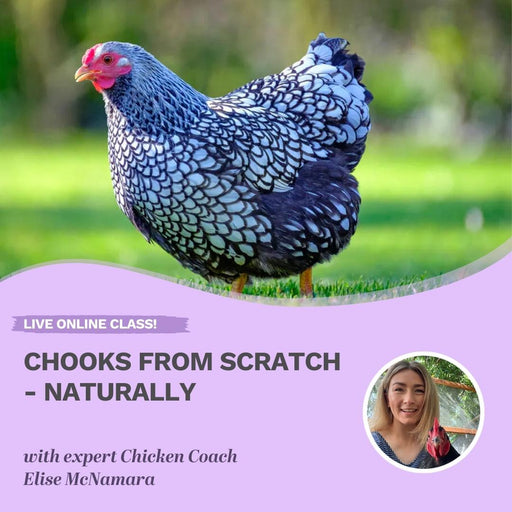 Chooks From Scratch - Naturally. LIVE online workshop Sunday 29 October 2023